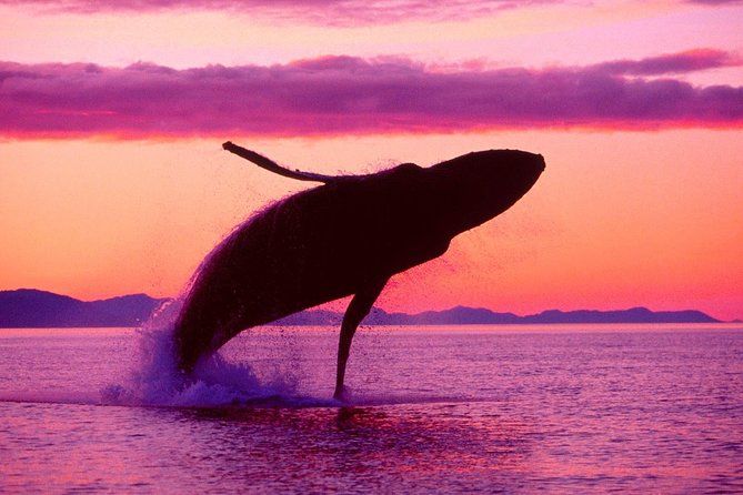 Whale Watching and Bacardi Island day trip from Punta Cana - Who should book this Punta Cana whale watching + Bacardi Island trip?