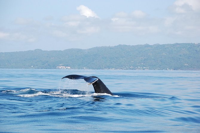 Whale Watching and Bacardi Island day trip from Punta Cana - Cayo Levantado (Bacardi Island) beach stop: lunch, drinks, and real downtime