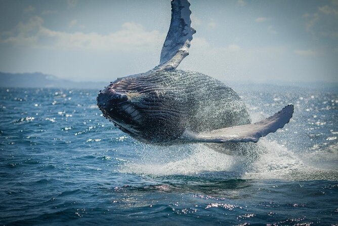 Whale Watching, Cayo Levantado and Limón Waterfall in Samaná - Quick hits: what you’ll notice right away