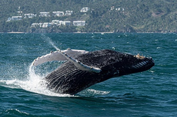 Whale Watching, Cayo Levantado and Limón Waterfall in Samaná - Cascada Limon: swim in the natural pool (and plan for optional costs)