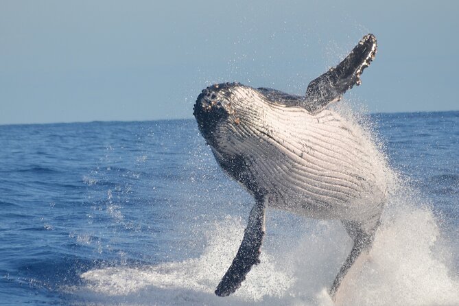 Whale Watching, Cayo Levantado and Limón Waterfall in Samaná - The mountain ranch and the typical Dominican house: culture you can actually see