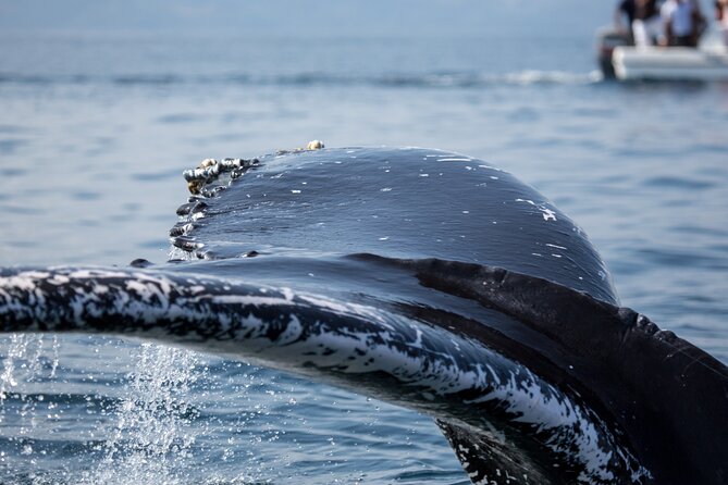 Whale Watching, Cayo Levantado and Limón Waterfall in Samaná - Booking timing: when to reserve and why