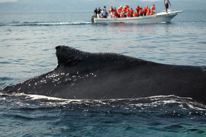Whale Watching, Cayo Levantado and Limón Waterfall in Samaná - La Canita: the short breakfast stop before the big boat time