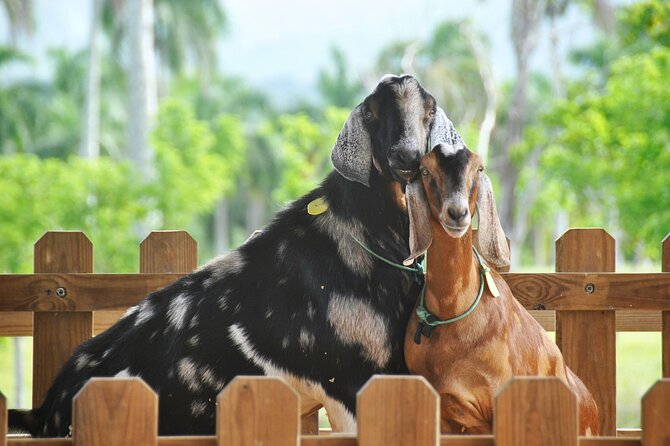 Xploration Animal Encounters Half Day Tour from Punta Cana - Horseback riding: fun, but bring footwear and balance